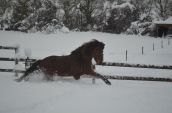 hest i sne