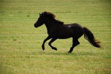 Islandsk hest til salg konkurrence